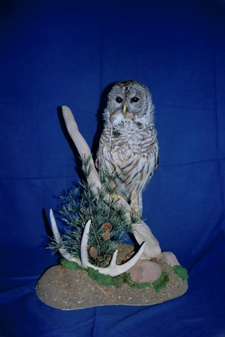 ebay taxidermy owl